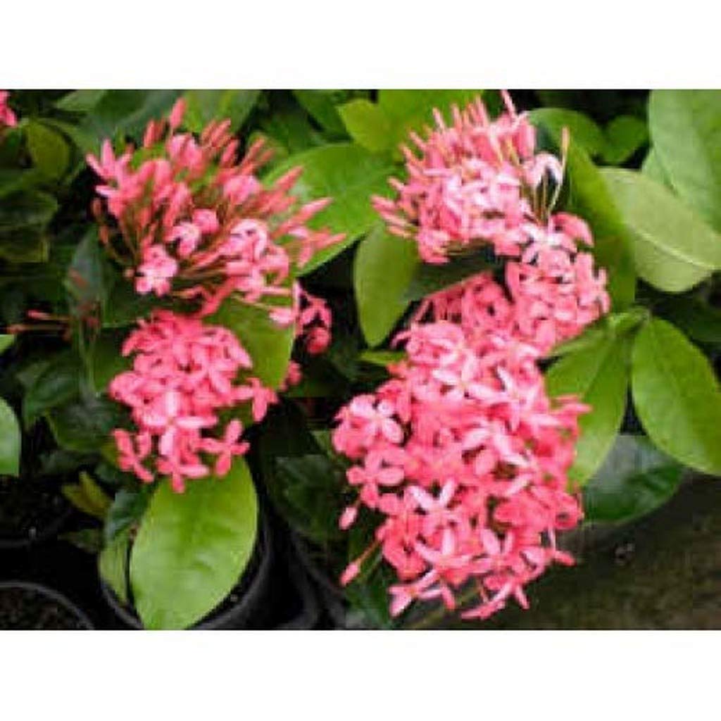 Creative Farmer Live Plant Flower Pink Ixora Ixora, Nora Grant Semi-Tropical Evergreen Shrub For Balcony Garden Plant(1 Healthy Live Plant) D