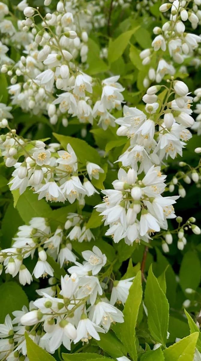 Pianta da Esterno Deutzia Gracilis Nikko Vaso 19cm