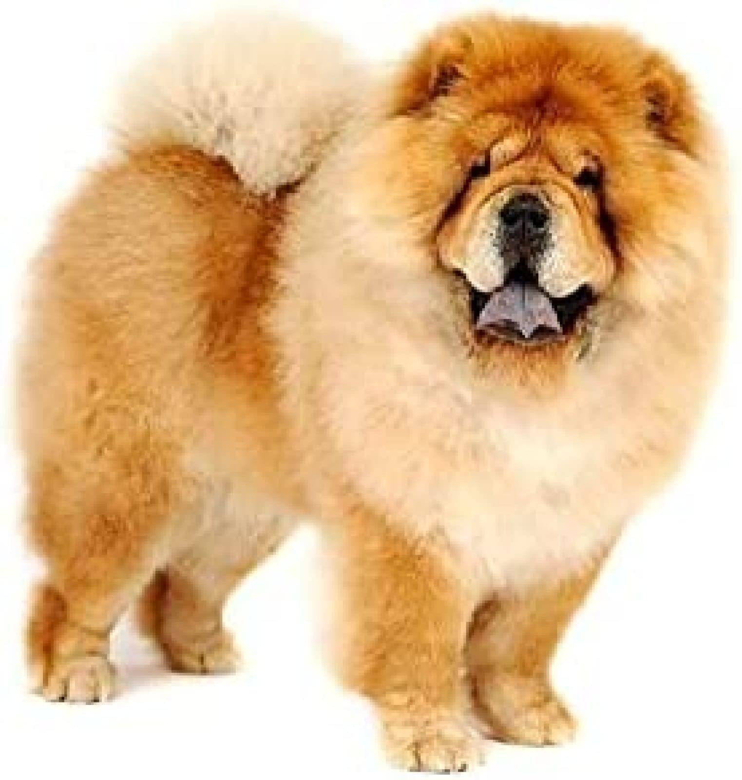 SanZez Diamond Painting,Chow Chow,5D Diamond Art Kits for Adults,Mosaic Crystal Craft Kits for Home Wall Decor 30x40cm