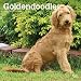 Goldendoodles 2020 12 x 12 Inch Monthly Square Wall Calendar, Animals Mixed Dog Breeds