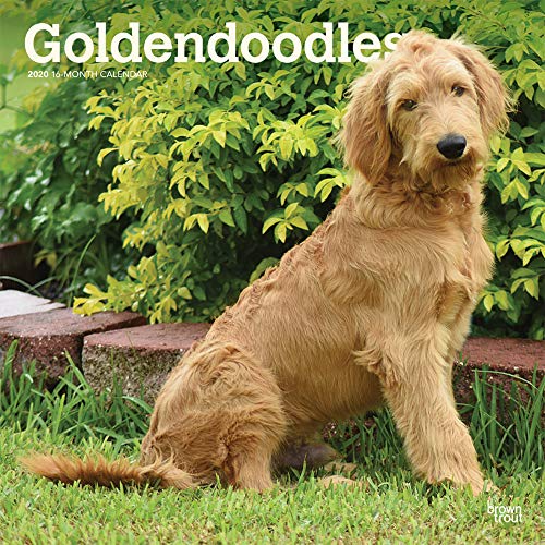 Télécharger Goldendoodles 2020 Calendar Livre eBook France