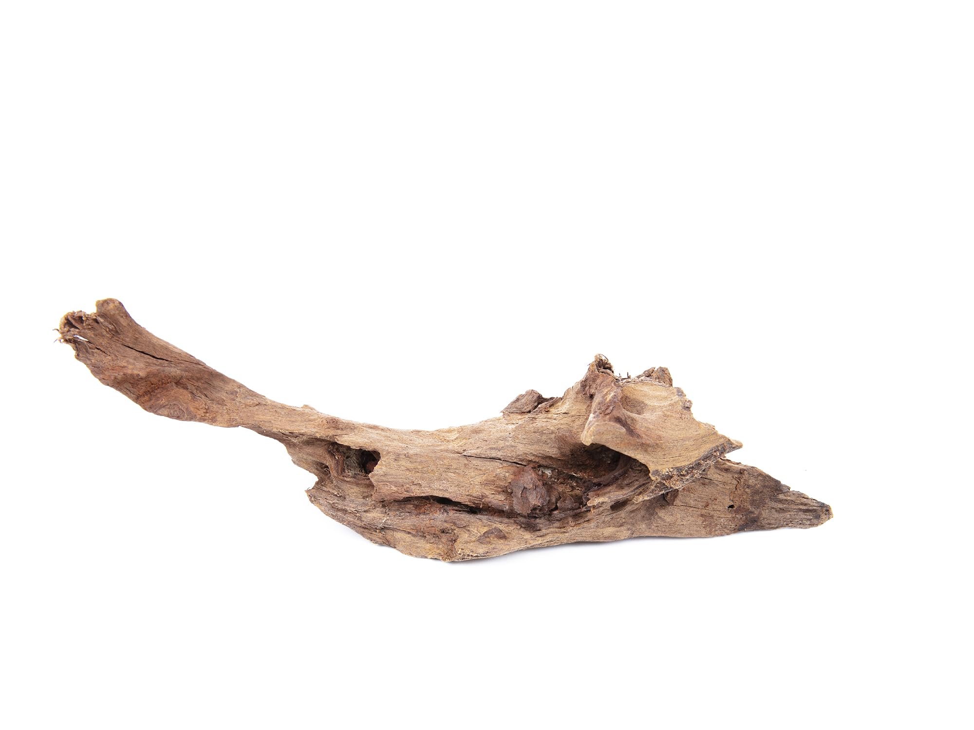 Lincolnshire Pond Plants Ltd - Microsorium pteropus on x-Small Driftwood Live Aquarium Plant for Freshwater Tropical Tanks Aquascaping