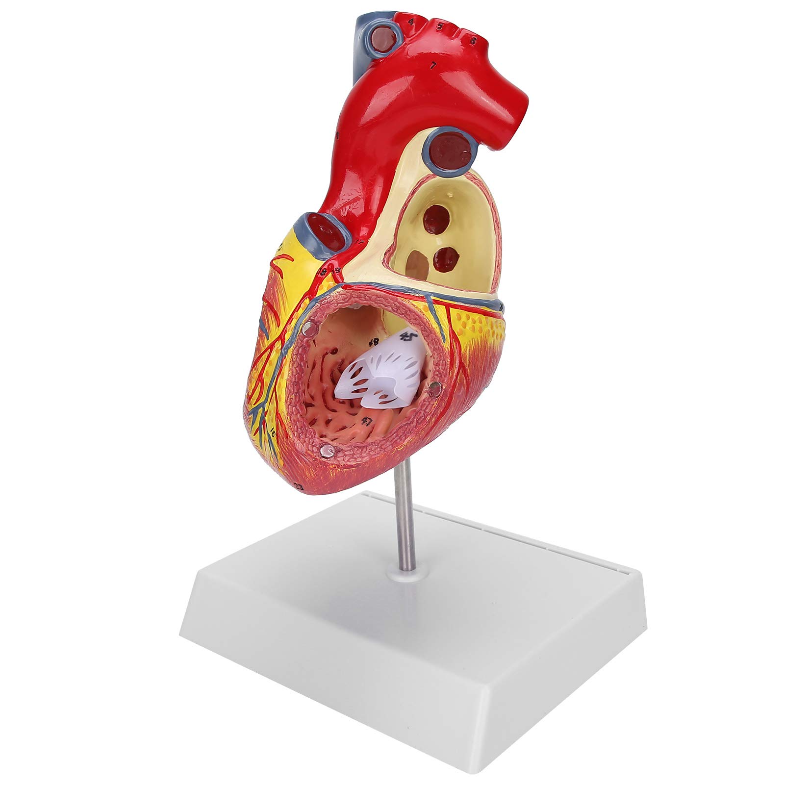 Brrnoo Modèle de Coeur Humain 48 Structures internes anatomiques, modèle médical de Coeur numéroté anatomiquement précis en 2 Parties, 3 x pièces Amovibles à Usage pédagogique