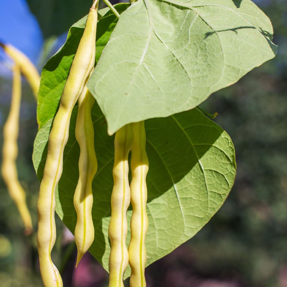 Climbing French Bean Anellino Giallo Seeds – Italian Heirloom with a Sweet & Distinctive, Gourmet Flavour – for Your Beautiful Kitchen Garden