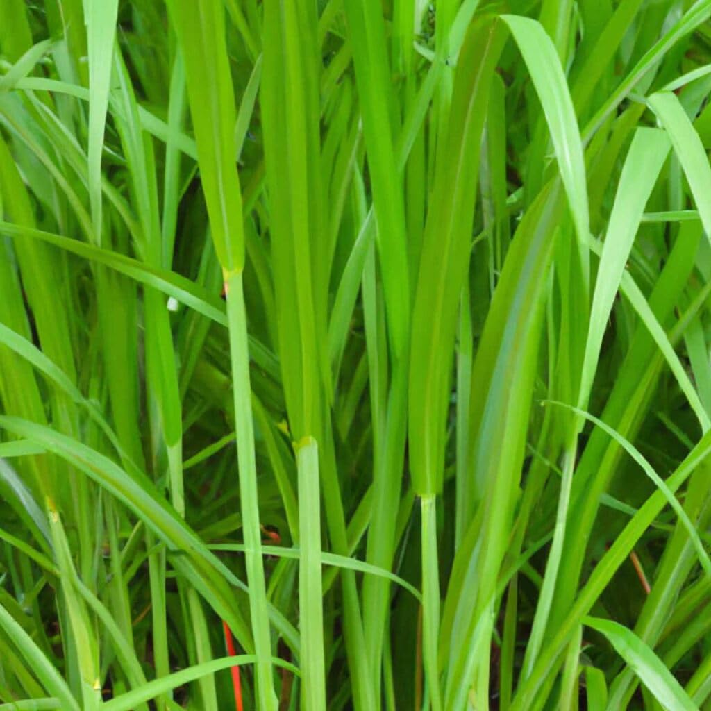 Smart Napier Grass Sticks Pack Of 100 (B0CNZFGDKK) Amazon Price History, Amazon Price Tracker