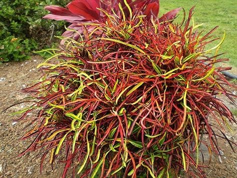 Greenursery Croton Live Indoor Plant for Home and Garden with Pot (Pack of 1) (Mammy Croton) (B0CRH1K5PH) Amazon Price History, Amazon Price Tracker