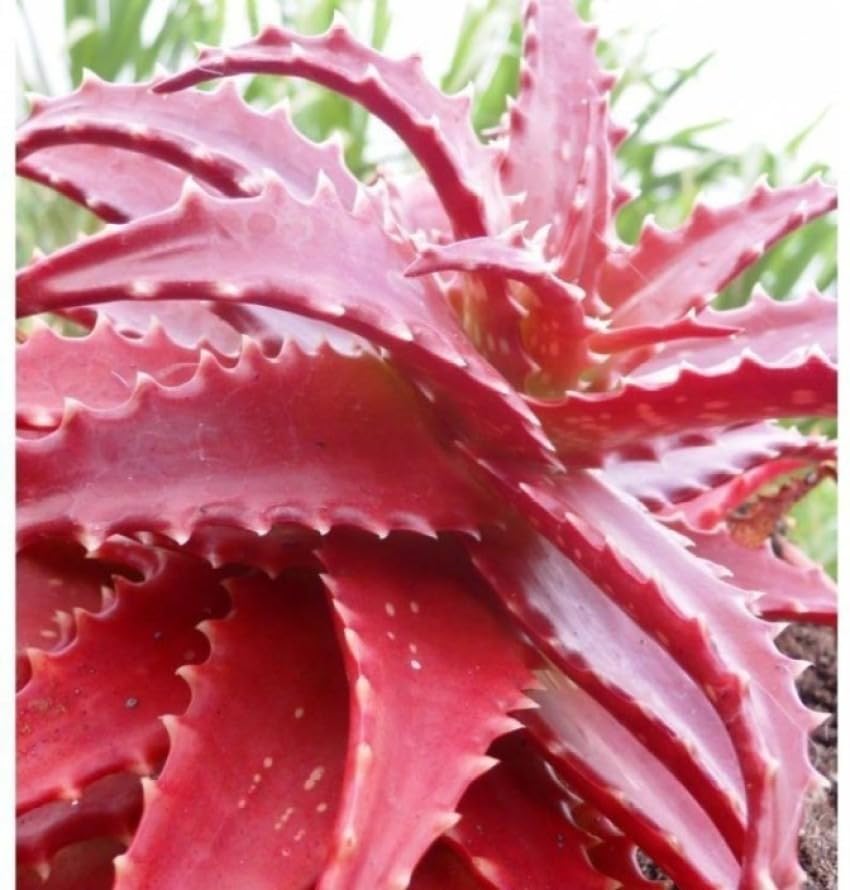 ROYAL PARADISE GARDEN Rare Red Aloe Vera Plant 10 Seeds (B0CJ5JC8CX) Amazon Price History, Amazon Price Tracker