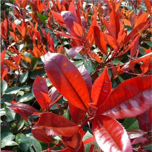 Photinia Fraseri Frasery Serrulata Red Tipluohu Flower 100 Seeds