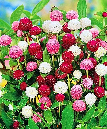 CEMEHA SEEDS Globe Amaranth Gomphrena Mix - Thumbnail 2