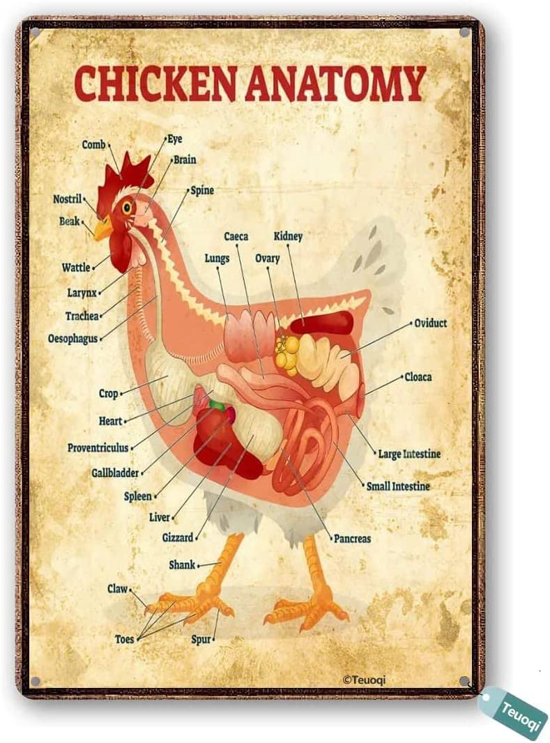 Bioprocess Chicken Anatomy Vintage Decor Poster Wall Art Decor Metal Sign Poster 8X12 Inches