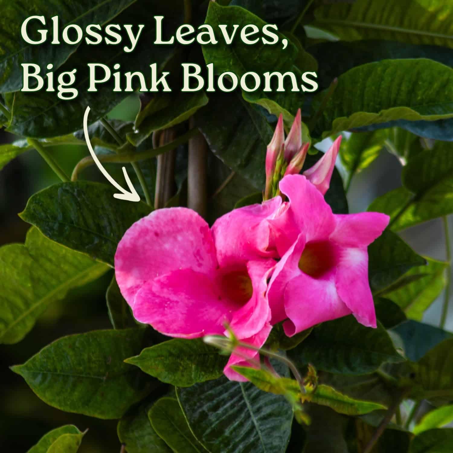 Mandevilla Vine Plants - Pink Giant - Overall Height 36" - Tropical Plants of Florida (Plant + Fertilizer + Heat Pack)