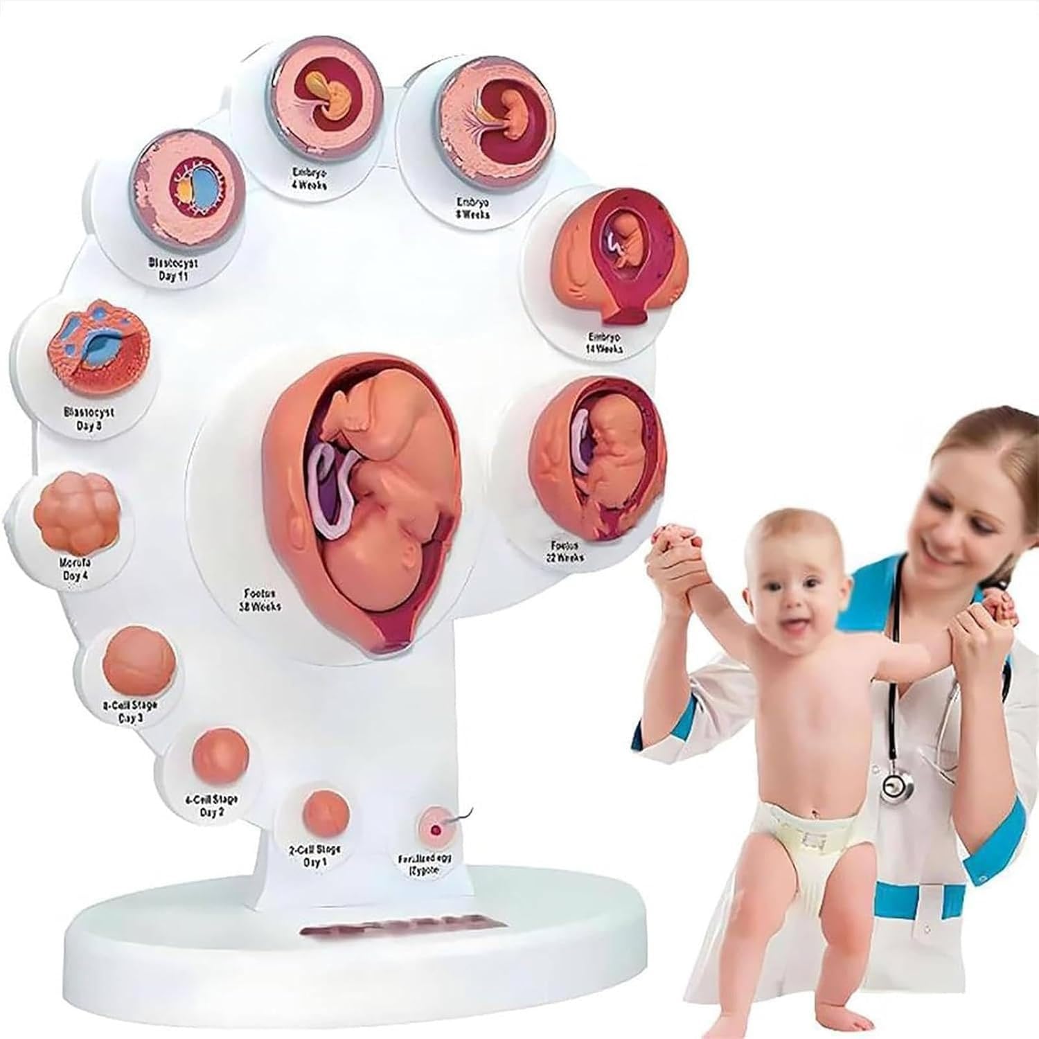 Modelo de desarrollo fetal humano para estudio médico con 21 accesorios de anatomía