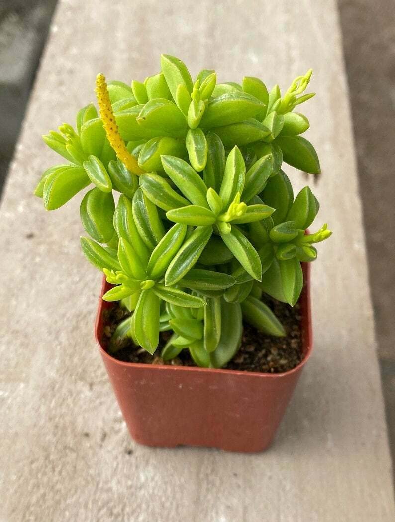 pepero　ミニチュア　パーツ類 NEW JEANS] X PEPERO Random 10P Set OFFICIAL MD – HISWAN