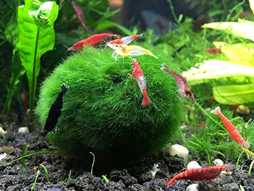 6 Marimo Moss Ball Variety Pack - 4 Different Sizes of Premium Quality Marimo from Giant 2.25 Inch to Small 1 Inch - World's Easiest Live Aquarium Plant - Sustainably Harvested and All-Natural