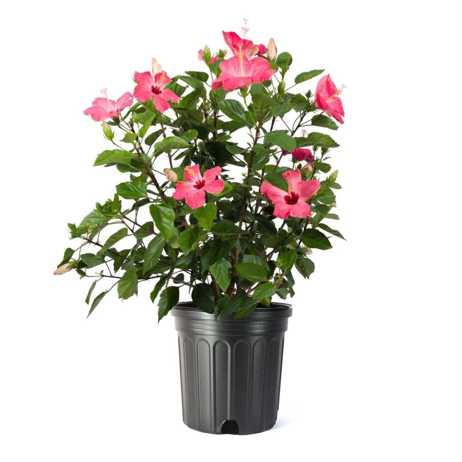 American Plant Exchange Hibiscus Plant ‘Pink’ – 10-Inch Pot – Live Tropical Flowering Shrub, Easy Care Outdoor or Indoor Plant for Patios, Gardens, Balconies & Home Landscape Décor