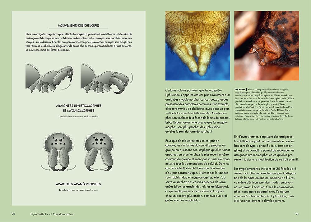 Les Araignées du monde