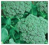 250 Broccoli Seeds | Non-GMO | Fresh Garden Seeds