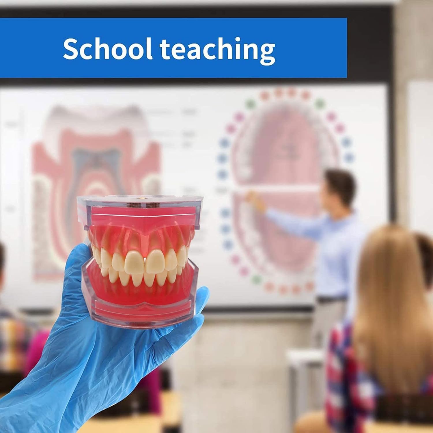 Modello di denti dentali a 28 denti, modello dentale rimovibile con gengive morbide per studenti e insegnanti, strumenti educativi per studio dentale, gengive trasparenti