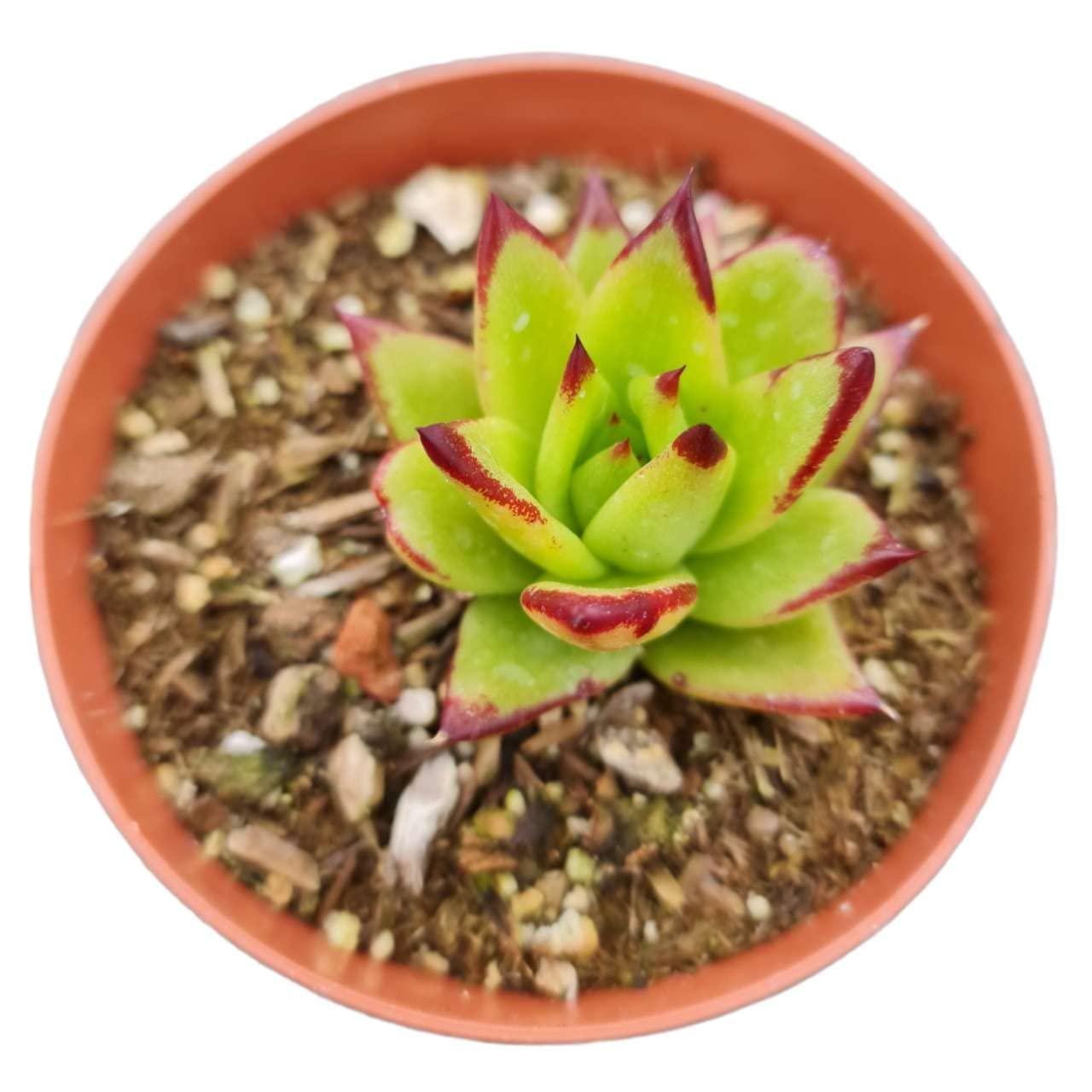 USKC Echeveria agavoides Lip Stick