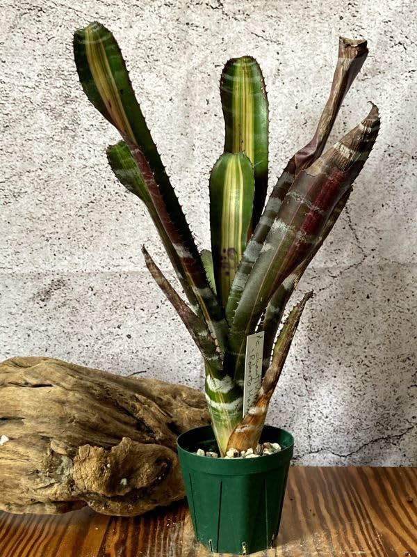 Amazon.co.jp: Frontier Plants現品エクメアチャンティニー