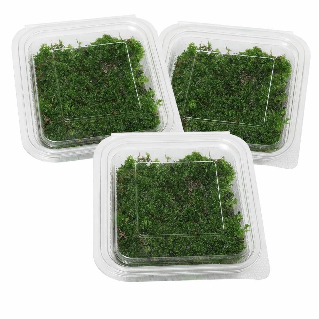 AquaNature® Live Christmas Moss Premium Aquatic Plant for Freshwater Planted Aquariums (Pack Of 3pcs)-picture-21