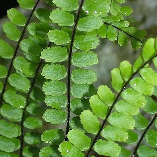 Fern Plant Pot, Maidenhair Fern Plant Live, 3.5 Inc Potted, Live Fern Plant, Fern Plant Live, Ready to Plant Fern Plant Pot, Maidenhair Fern Plant Live, 3.5 Inc Potted, Live Fern Plant, Fern Plant Live, Ready to Plant