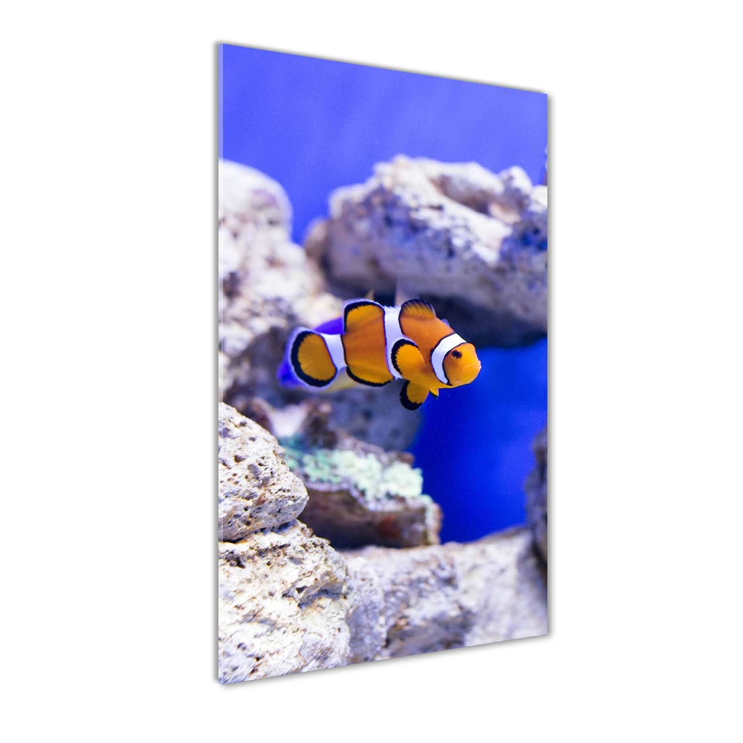 Tableau pour le Mur en Plexiglas Incassable | Déco Moderne Poisson Nemo 50x100