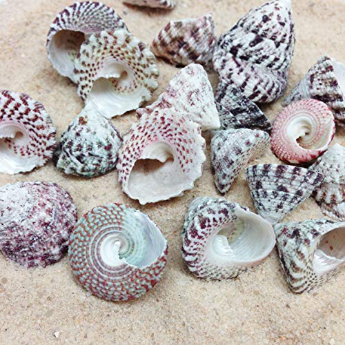 PEPPERLONELY 50 PC Red Stripe Trochus Sea Shells, 1 Inch ~ 1-1/4 Inch