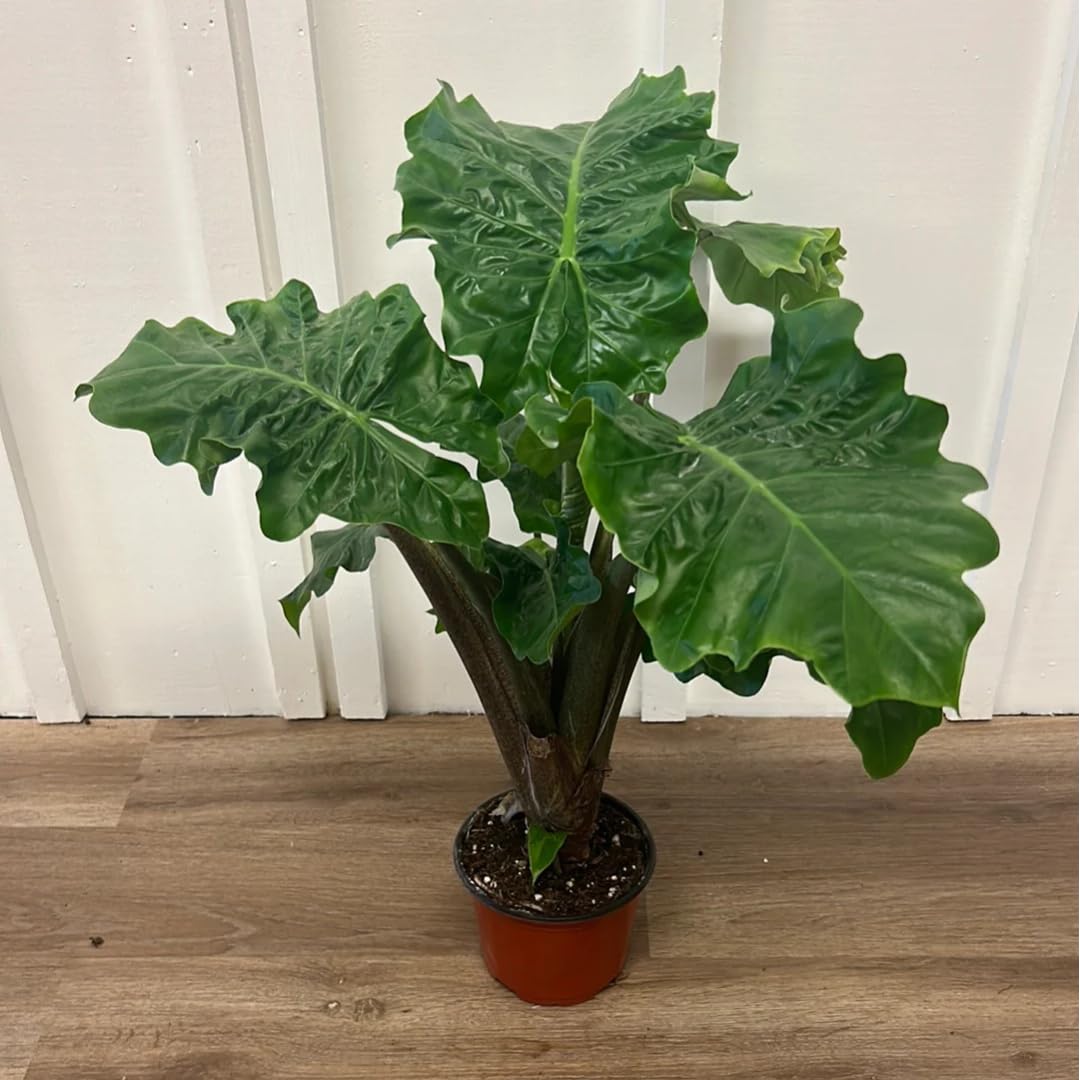 Alocasia Low Rider live in Pot | Compact Indoor Elephant Ear with