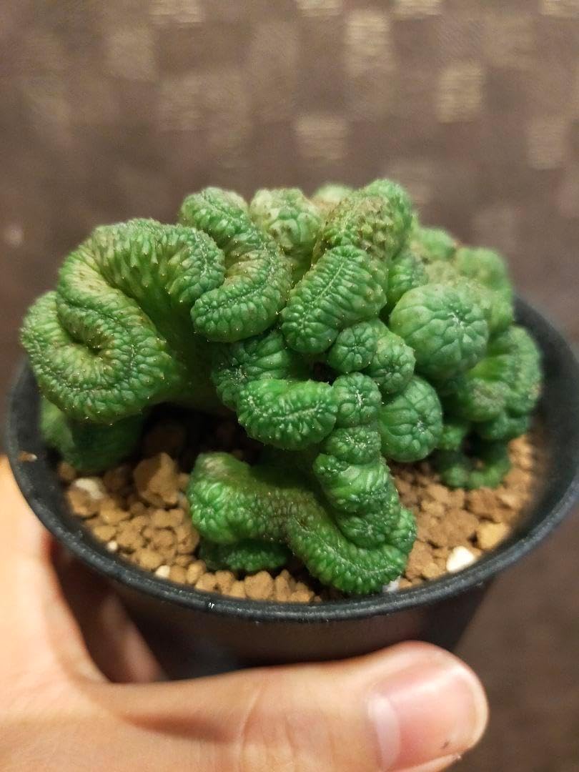 ユーフォルビア オベサ モンスト 綴化 特大9cm 【MONSTROUSA ユーフォルビア オベサ モンスト 綴化 特大9cm 【MONSTROUSA