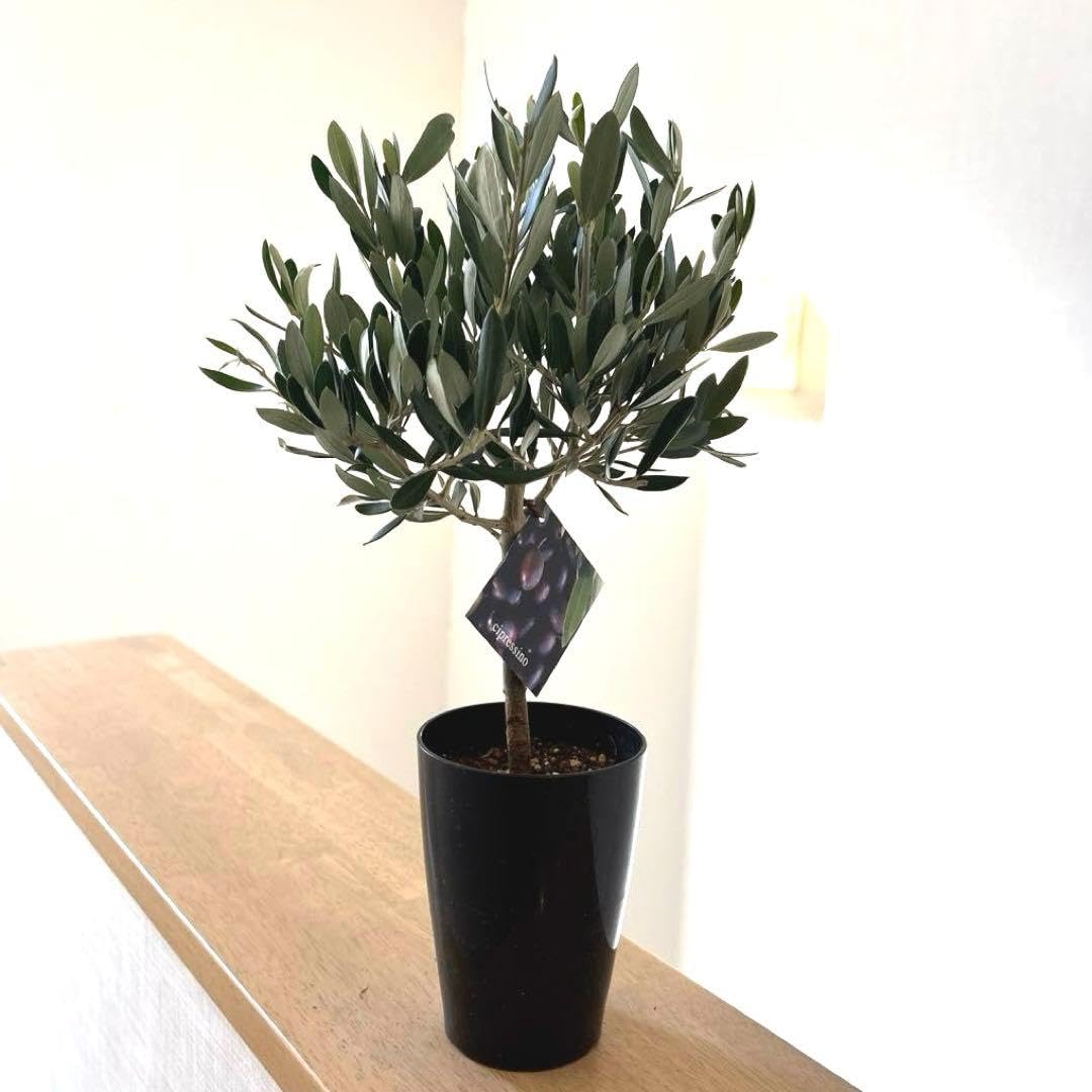 s*e様 オリーブの木,た植物/観葉植物株立ち樹高約270㎝近畿地方限定配達＆植 Amazon.co.jp: 11 創樹 オリーブの木 高さ40センチくらい : ホーム
