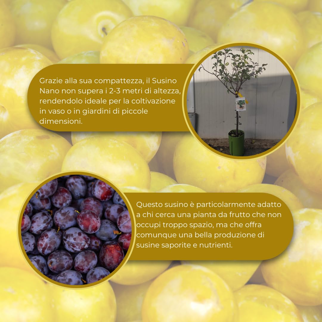 Vivaio Garden Forest - Susino nano 130 cm, pianta da frutto viola, susino nano da vaso, susine gialle, albero rustico resistente