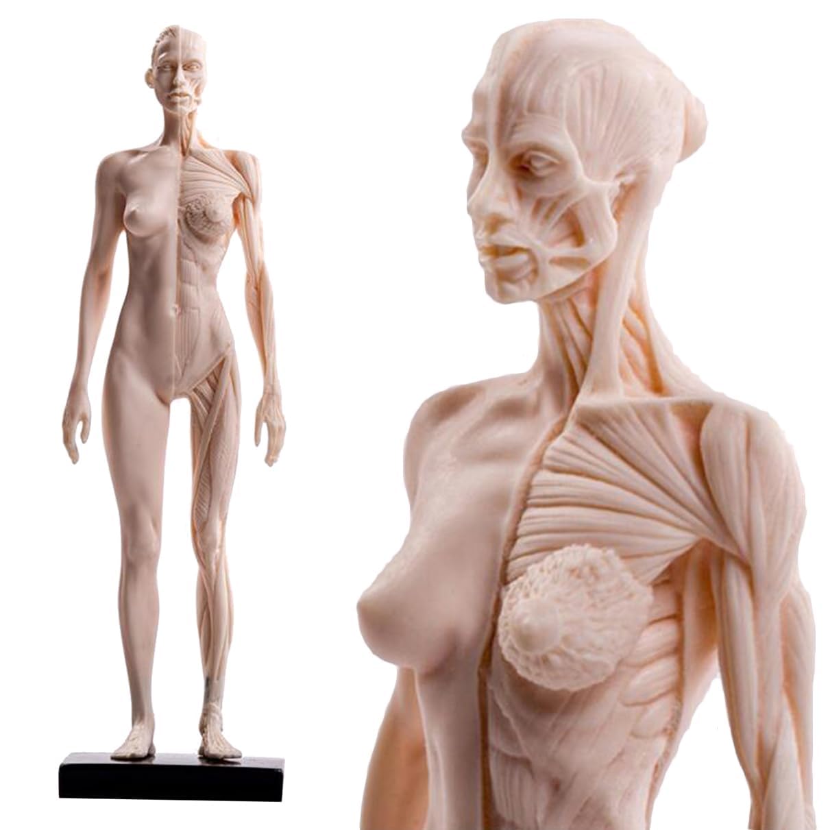 Modello di anatomia umana 30 cm maschio femmina muscolo figura-3 pezzi