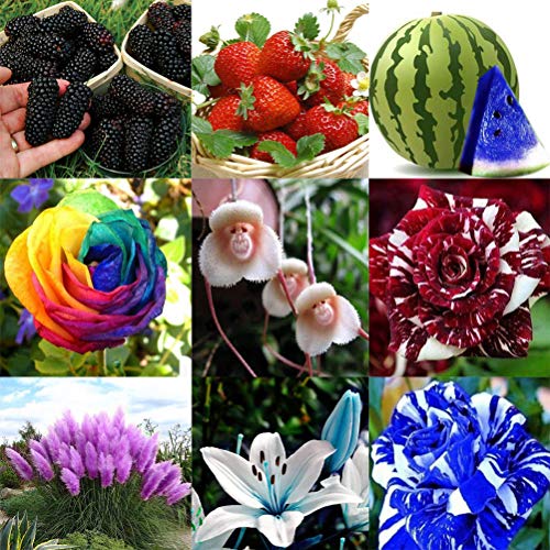 ASTONISH I semi del pacchetto: 10pz Blu Anguria: Moda Lotti Fiore Seedss erba Seeds Seeds Bulbi Flower Pot Garden Home Decor