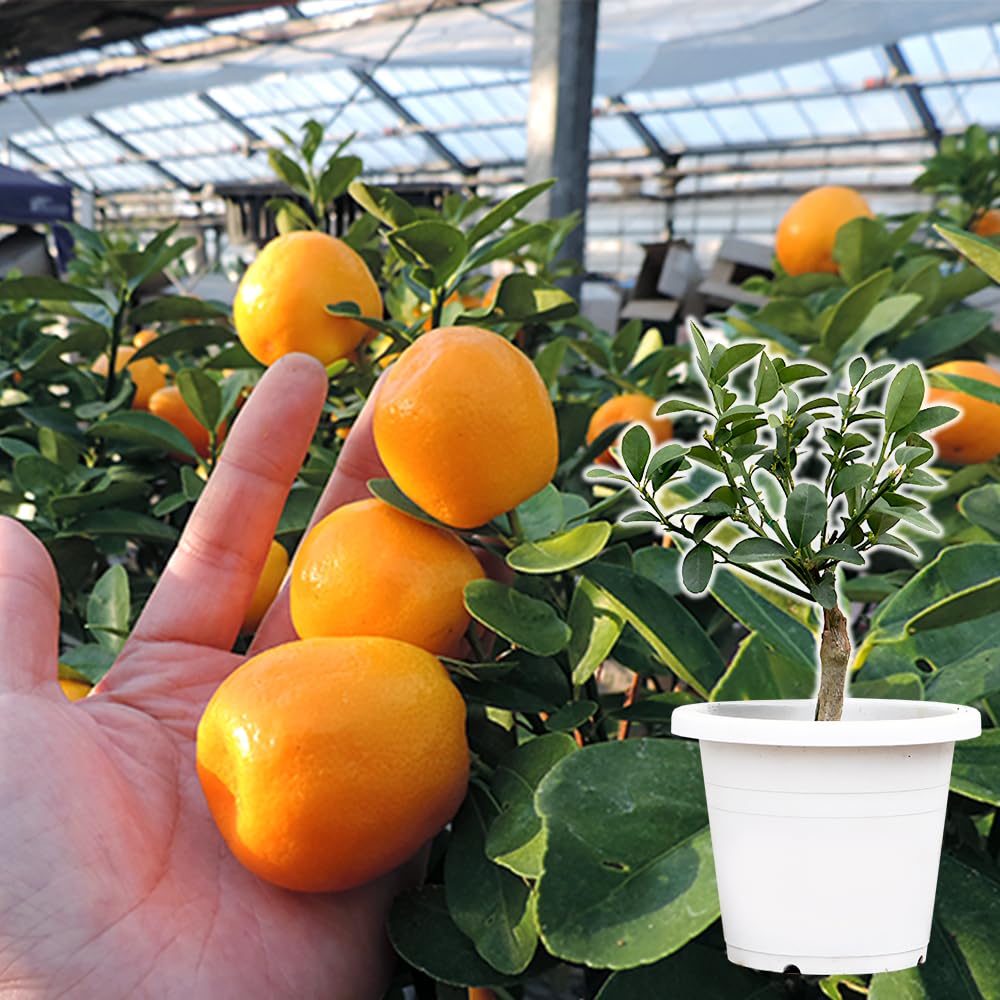 Amazon.co.jp: 大実キンカン（福寿金柑）接ぎ木苗6号鉢植え : DIY