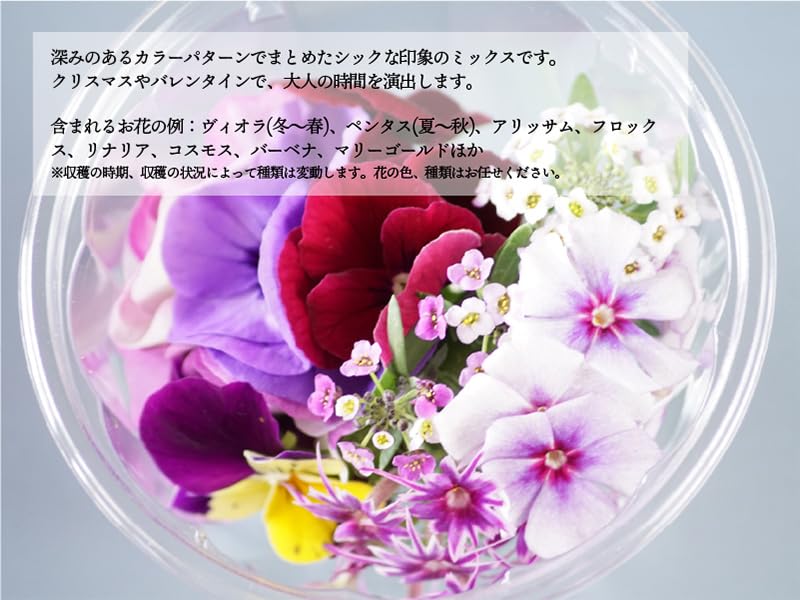 冬花 冬の花図鑑