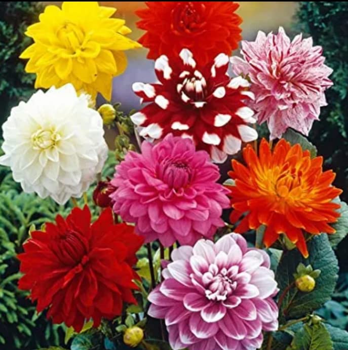 See full amazon price history chart for VINCA ART Dahlia Flower Seeds - Mixed Color Variety for Home Garden, Terrace & Balcony - 50 Seed Beautiful Blooms for Gardening (Multicolour) VINCA ART Dahlia Flower Seeds - Mixed Color Variety for Home Garden, Terrace & Balcony - 50 Seed Beautiful Blooms for Gardening (Multicolour) (B0BG3XJLGG) Amazon Price History, Amazon Price Tracker