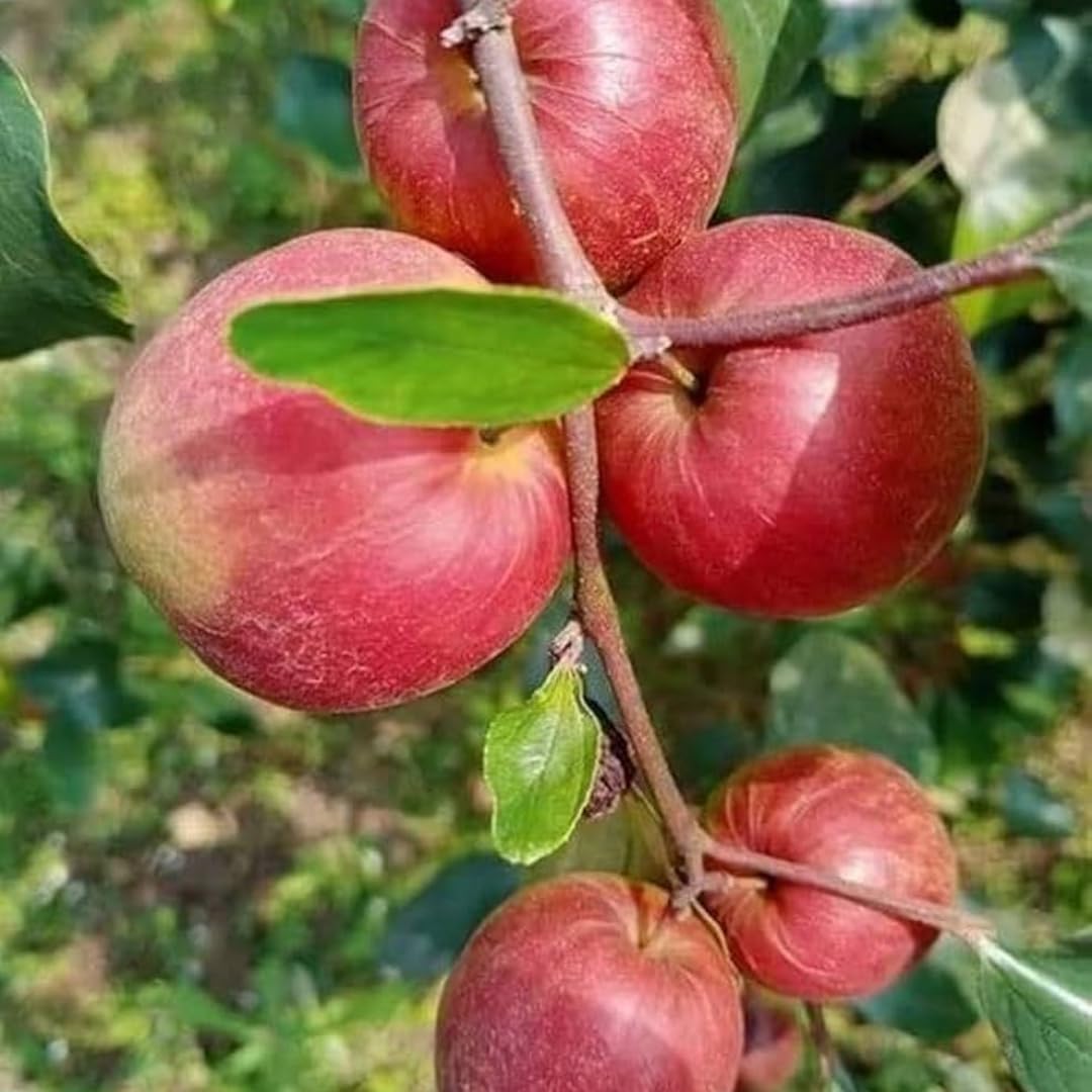 Nursery Live Rare Apple Ber Fruit/Jujube Fruit (" Kashmiri, Grafted Hybrid) Exotic 1 Live Fruit Plant