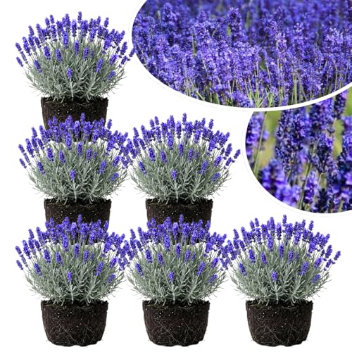 4 Lavender Plants Live Starter Plants Plugs 1-3 in Tall Hardy Perennial Lavender for Garden and Landscape with Fragrant Purple Blooms No Pot (Deep Blue)
