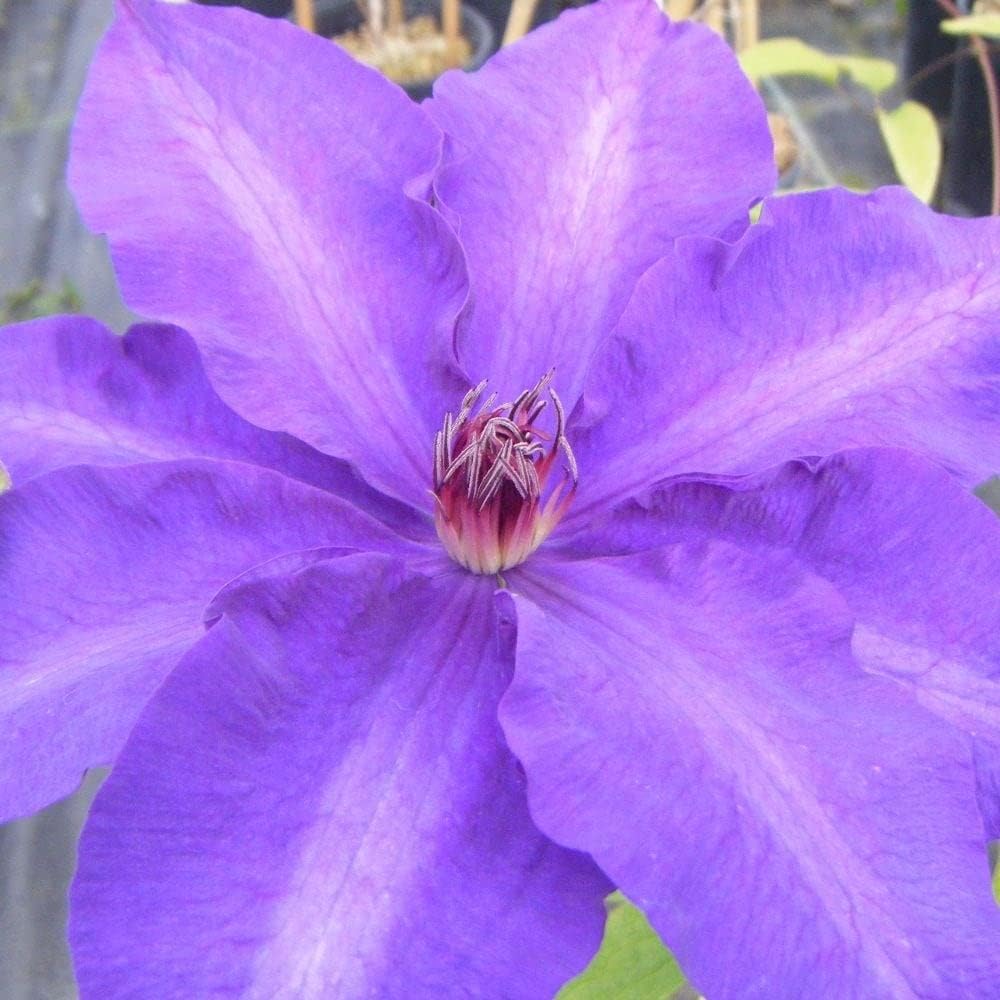 Plant Theory 60cm Cane Clematis Daniel Deronda Blue Flowering Vine