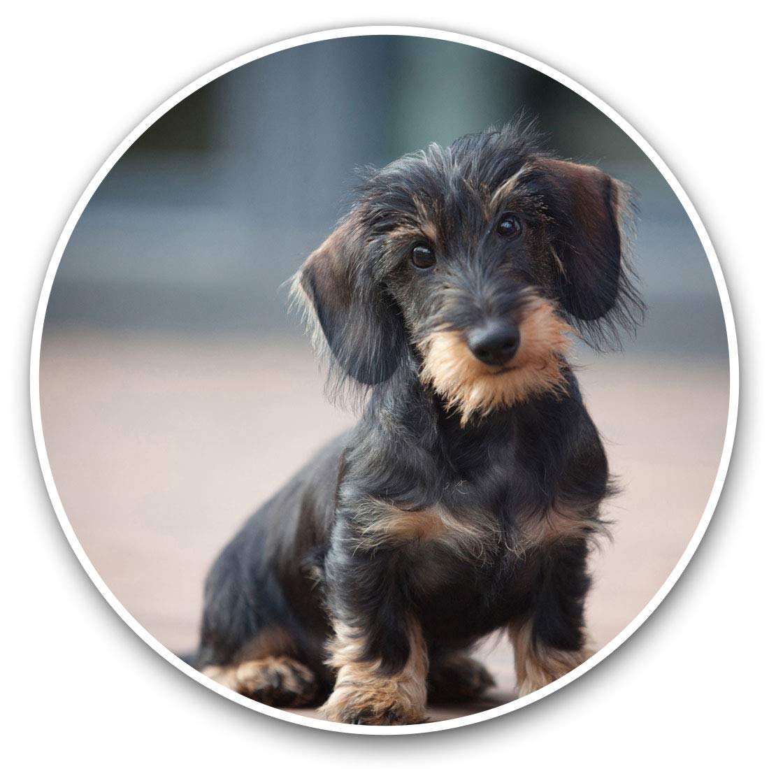 Destination Vinyl Ltd Wire Haired Dachshund Puppy 2730 Vinyl Stickers (Set Of 2) 20Cm - Wire Haired Dachshund Puppy #2730