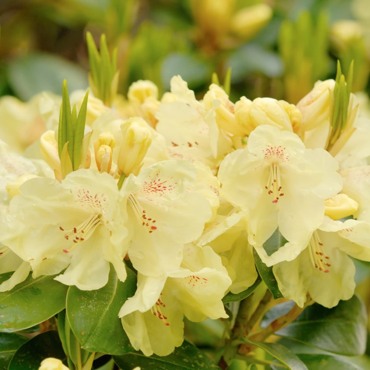 Rhododendron Plant 'Swift' Dwarf Evergreen Rhododendron Yellow Blooms Hardy Shrub Easy to Grow Your Own Outdoor Garden Flower Plants 1x 3-Litre Potted Plant By Suttons (2 x 3 Litre Pot)
