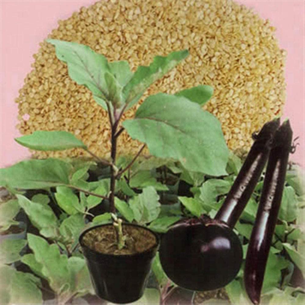 VibeX Eggplant Brinjal grafted Rootstock Seeds-300 Seeds (B0B9Y4BVXK) Amazon Price History, Amazon Price Tracker