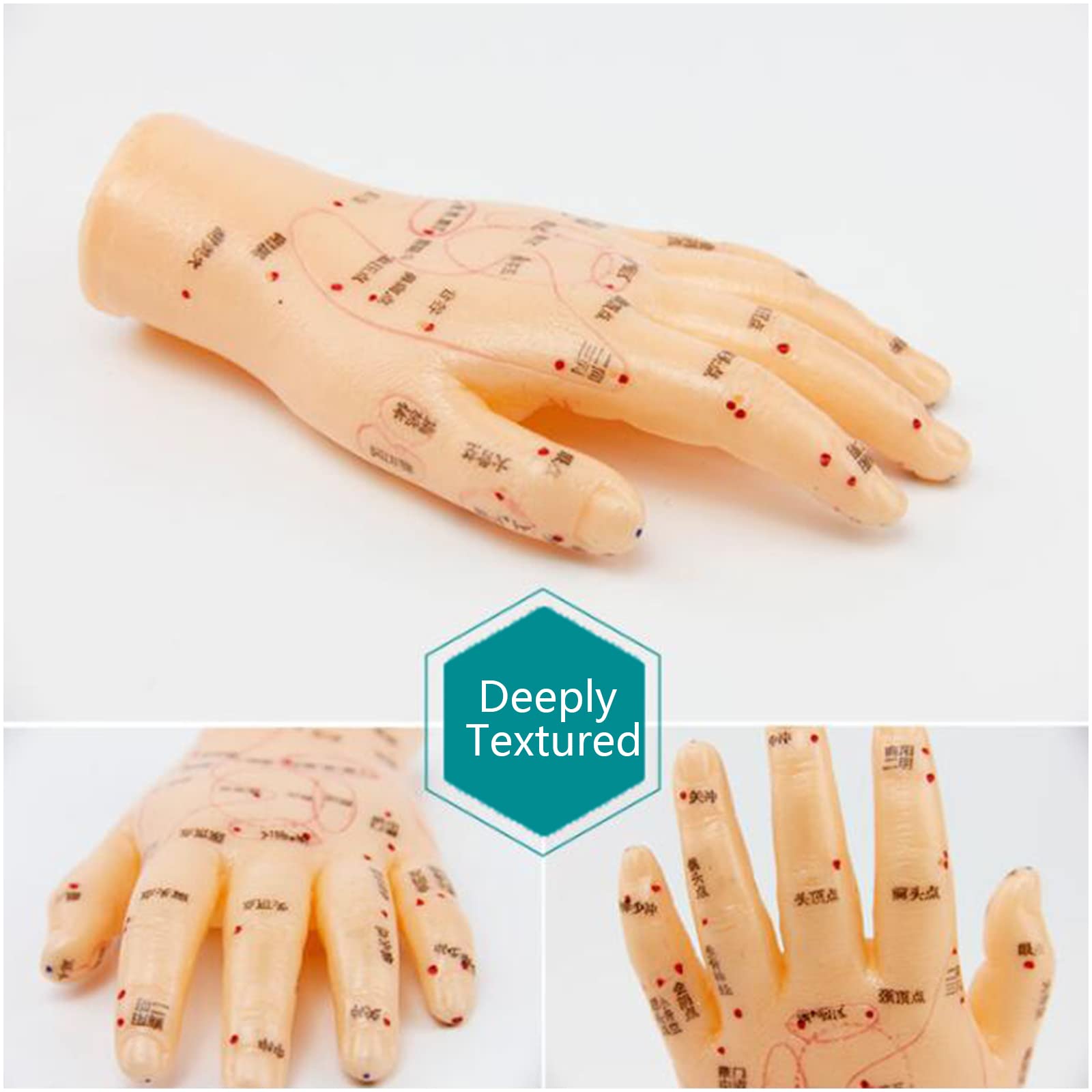 Amazon.co.jp: 手の鍼モデル、手のツボマッサージエリアの教育ツール