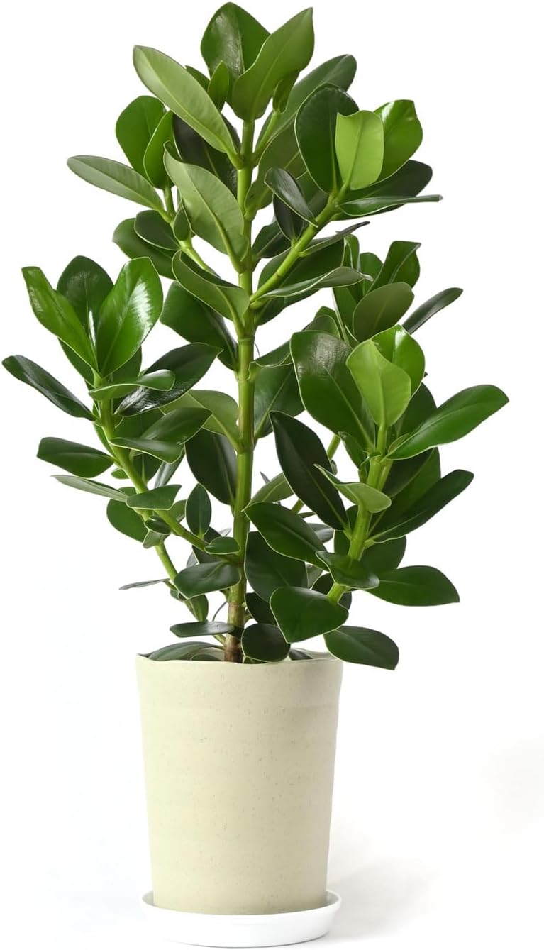 心地よい空間を演出する緑のアート：クルシア・ロゼアで始める豊かな植物ライフ