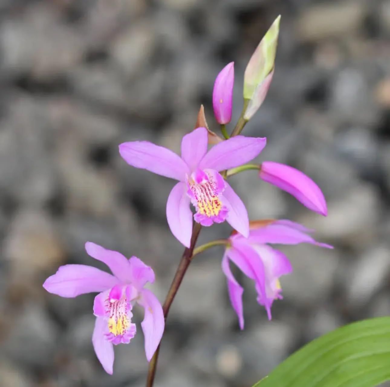 Hardy Orchid - Bletilla Yokohama Kate - Live Plant - 3x6 Inch Pot