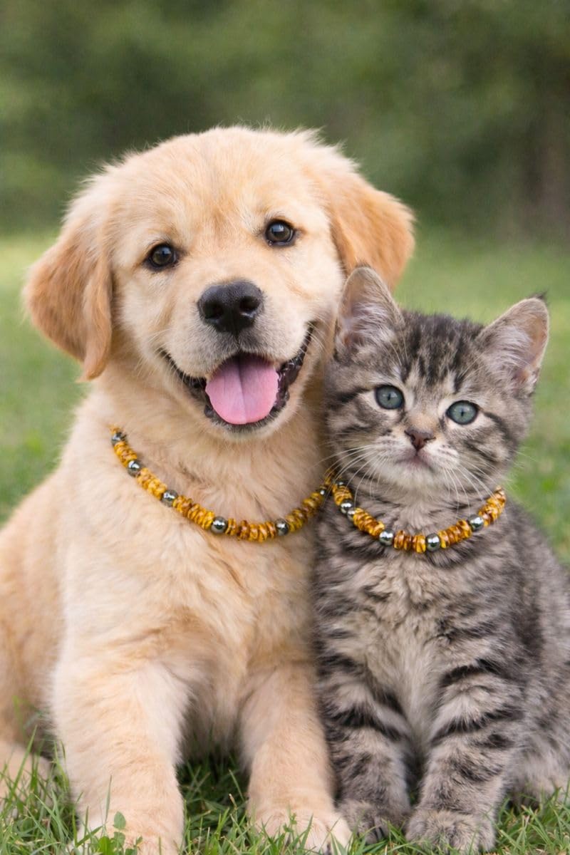 Bernsteinkette für Hunde & Katzen – Echtes Bernstein Halsband – Natürliches Bernsteinhalsband für große & kleine Hunde und Katzen (Grauakzent, 26 cm)
