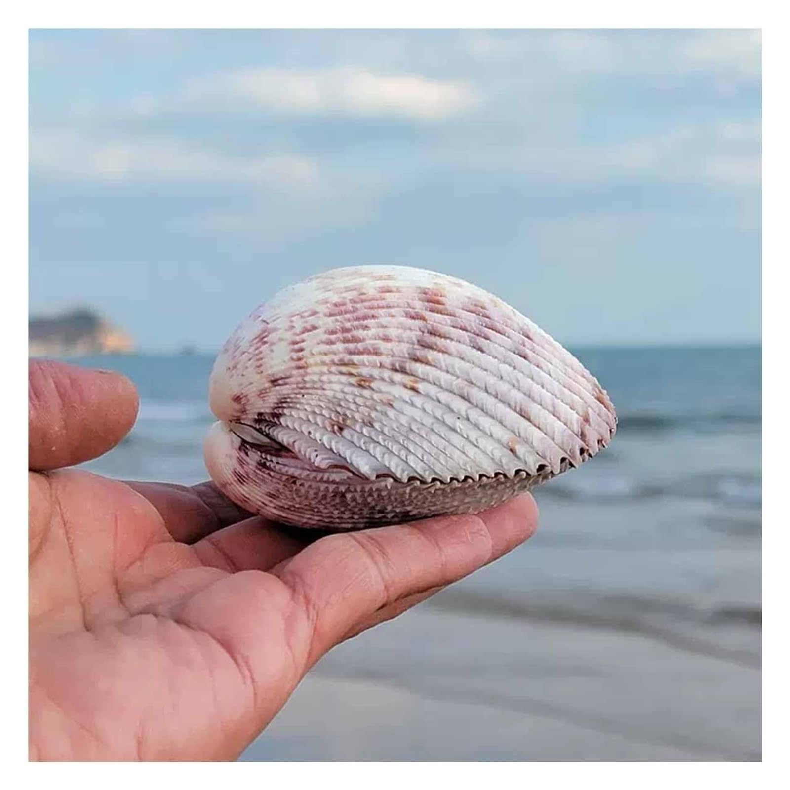 YKMYXZ shells， Shells Natural Large Conch Shell 8~10CM for Wedding Beach Theme Party Decor