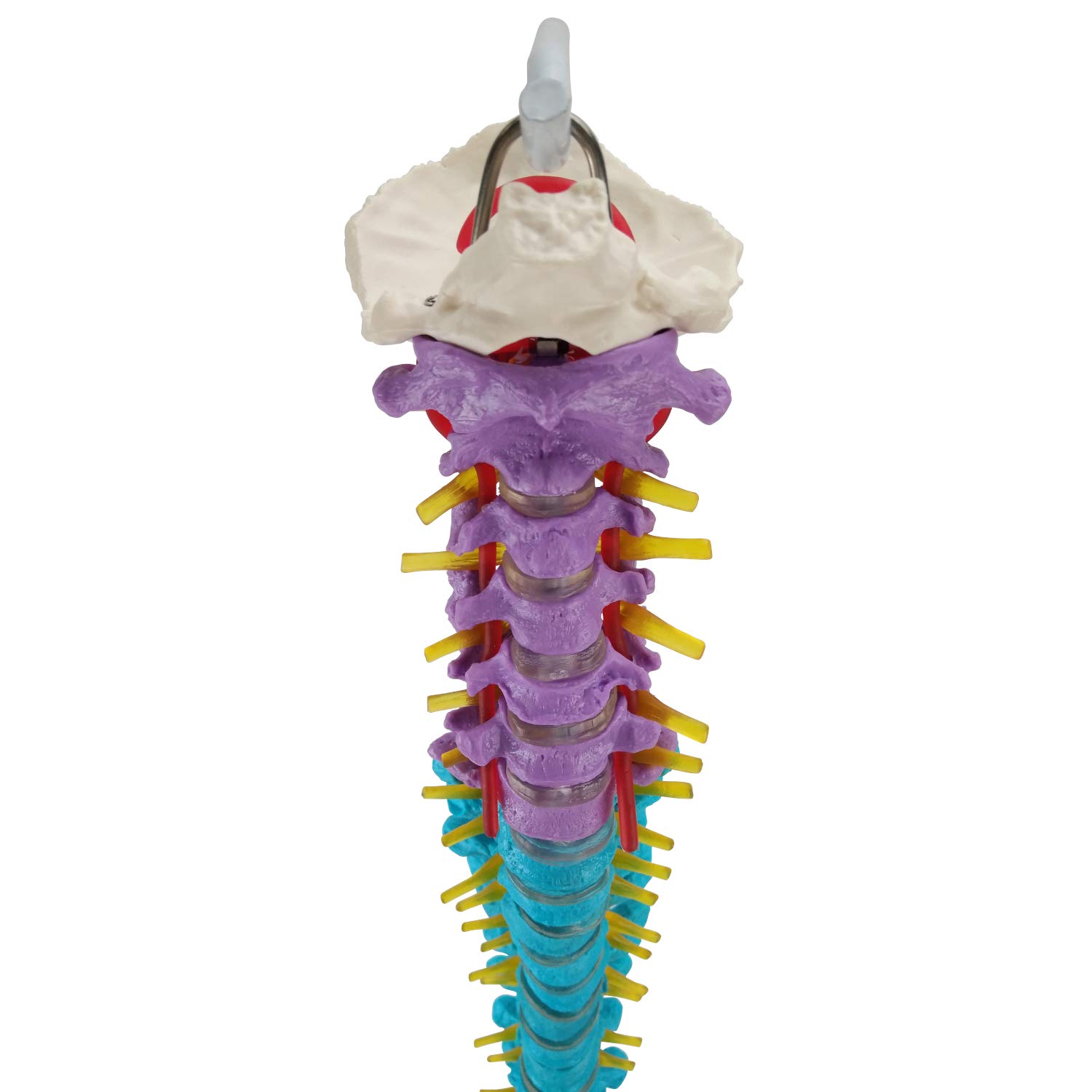 Flexible Wirbelsäule mit Becken und farbigen Wirbelsäulenabschnitten I lebensgroßes und detailliertes anatomisches Modell (ca. 85 cm) I inklusive Stativ