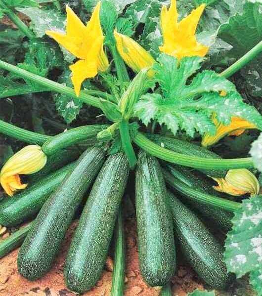 Gromax India Squash Green zucchini Seed Hybrid Long Zuchhini Vegetable Seeds Best For Your Home Gardening (B09T6CQ94C) Amazon Price History, Amazon Price Tracker